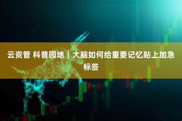 云资管 科普园地｜大脑如何给重要记忆贴上加急标签